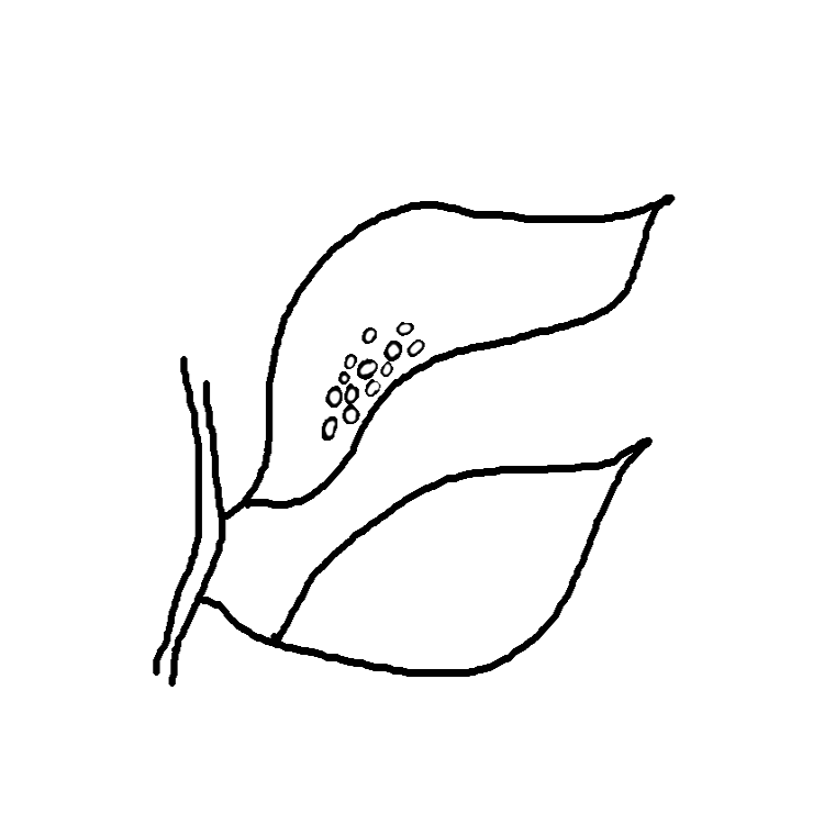 Collaboration Clip Art Life Cycle of a Butterfly Black & white