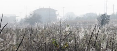 «Αραχνοφοβία» και στην Τρίπολη - Ιστοί «σκέπασαν» τη Μαντίνεια!(φώτο)  