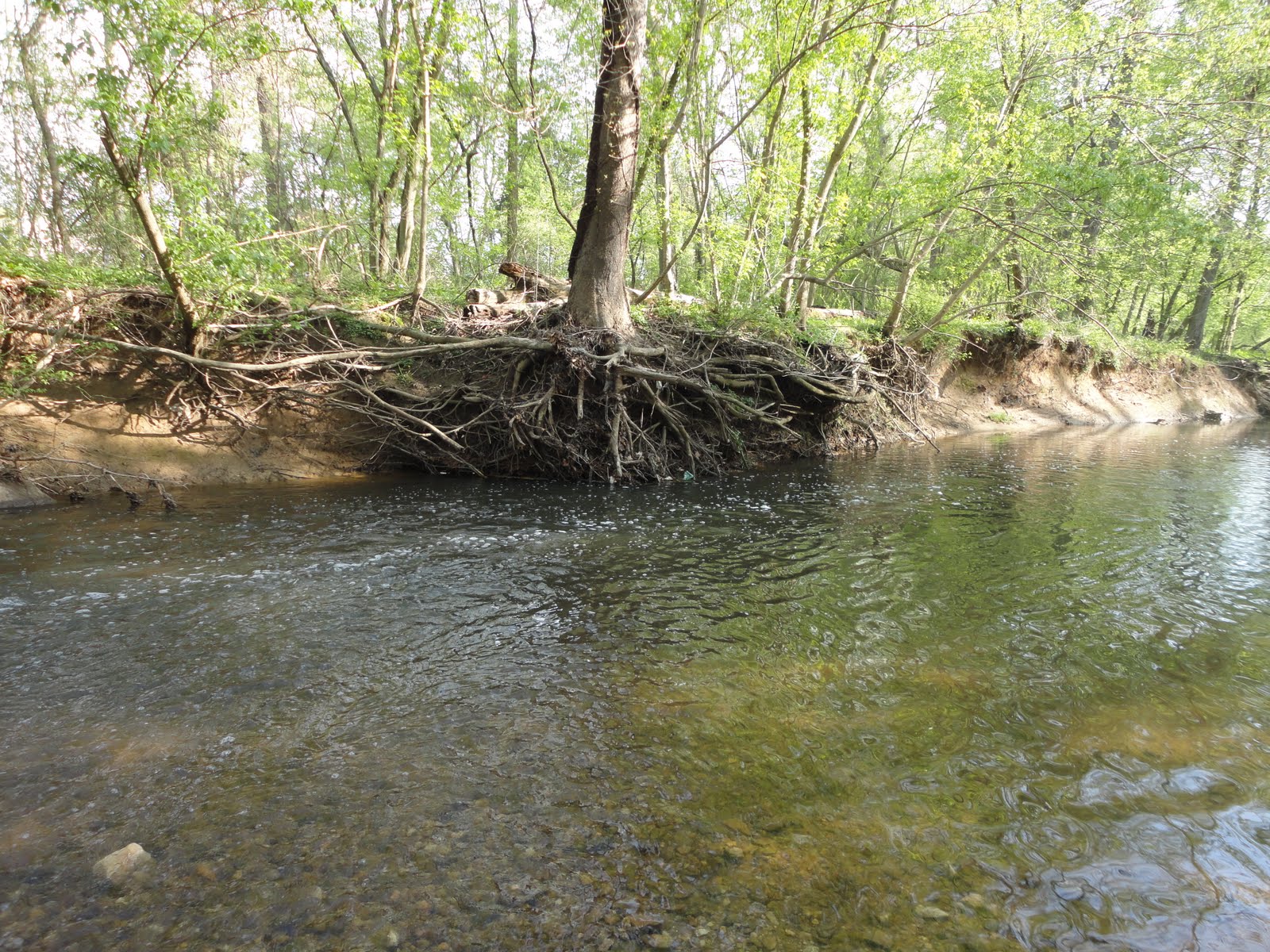 The Slippery Trout A Fly Fishing Blog Trout in the Old Dominion Fly