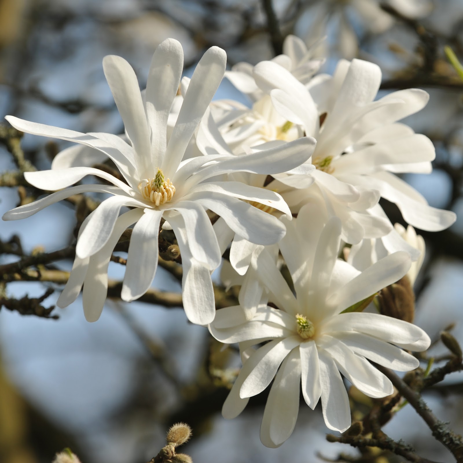 Julia Leakey: Magnolia stellata