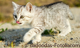 Should you get a kitten as a playmate for your adult cat?