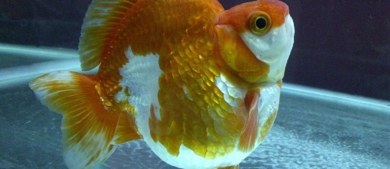 Ini Dia Langkah-Langkah Sebelum Budidaya Mas Koki
