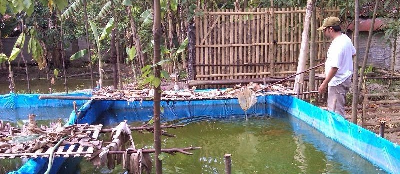 Cara Ternak Lele di Kolam Terpal Agar Hasil Bagus