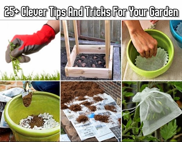 25+ Clever Tips And Tricks For Your Garden - DIY Craft Projects