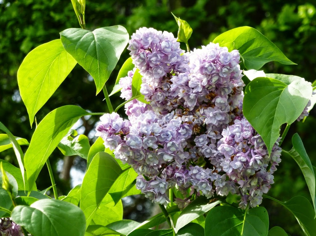 Life At The Narrow End Of The Bell Shaped Curve Lilac Season