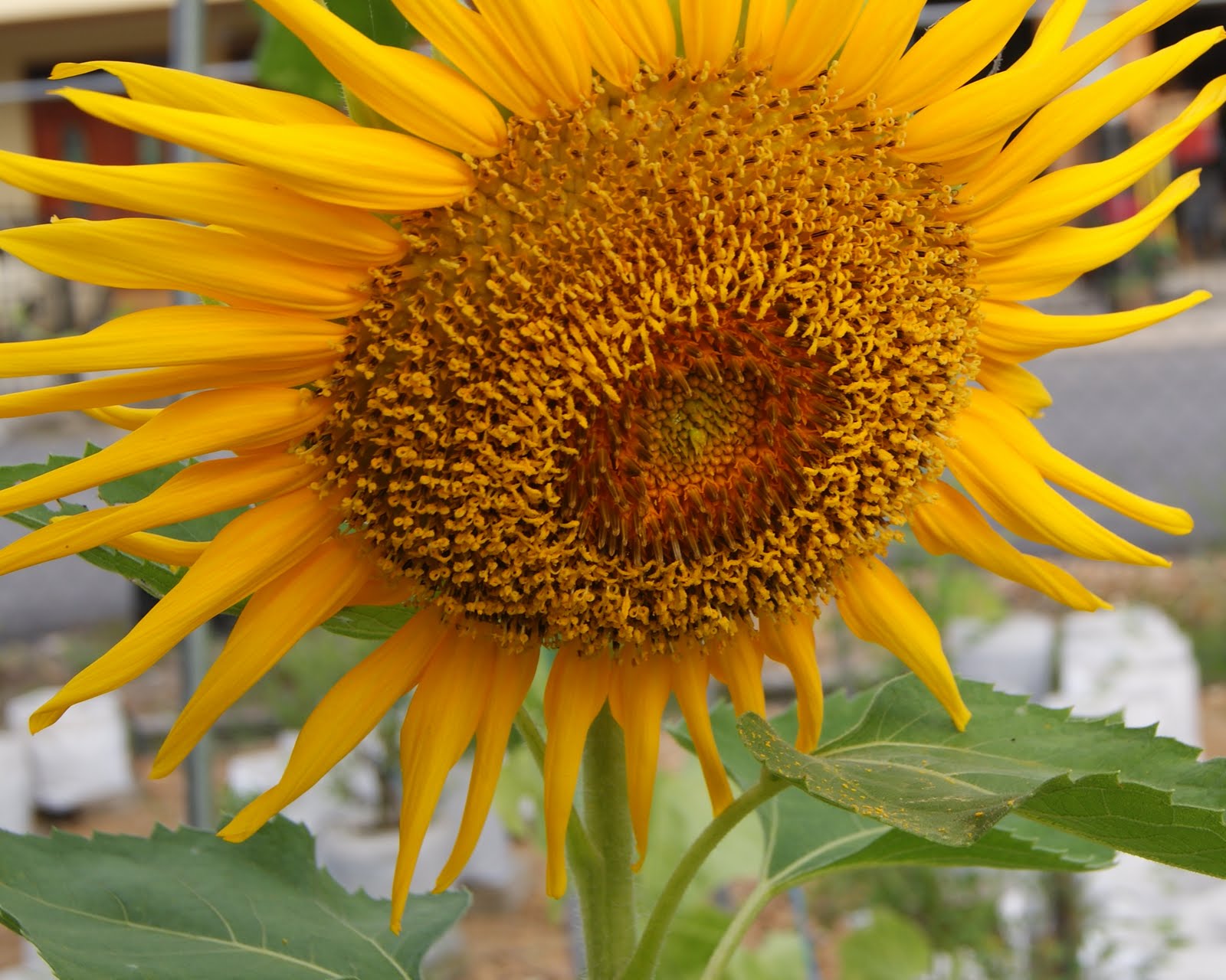 My little vegetable garden Giant Sunflower, three of them