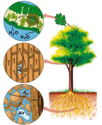 Bagaimana cara air yang diserap dari tanah dapat sampai ke daun paling atas