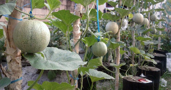 Budidaya Tanaman Melon di Dalam Pot  dwisangpetani