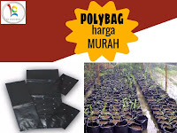 Budidaya Lada Perdu di Polybag Budidaya Lada Perdu di Polybag