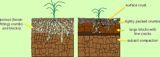 Extension to the 3rd Degree: Tips to Prevent and Improve Soil Compaction