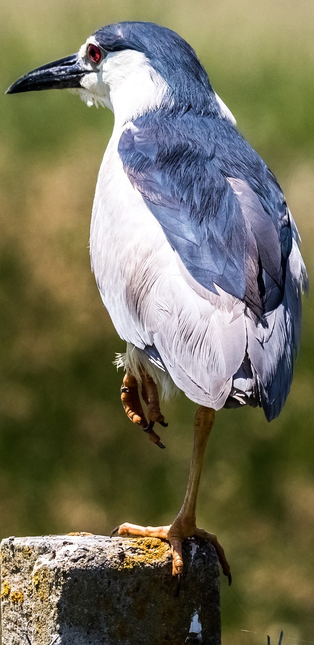A night heron. A night heron.
