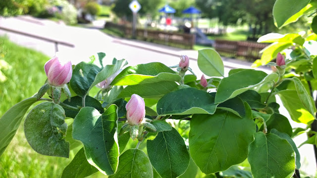 Landschaftspark Und Rhododendren Im Schlosspark Dennenlohe Achims