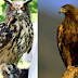 The most dangerous 10 birds in the world .. Eat monkey and scare Lioness