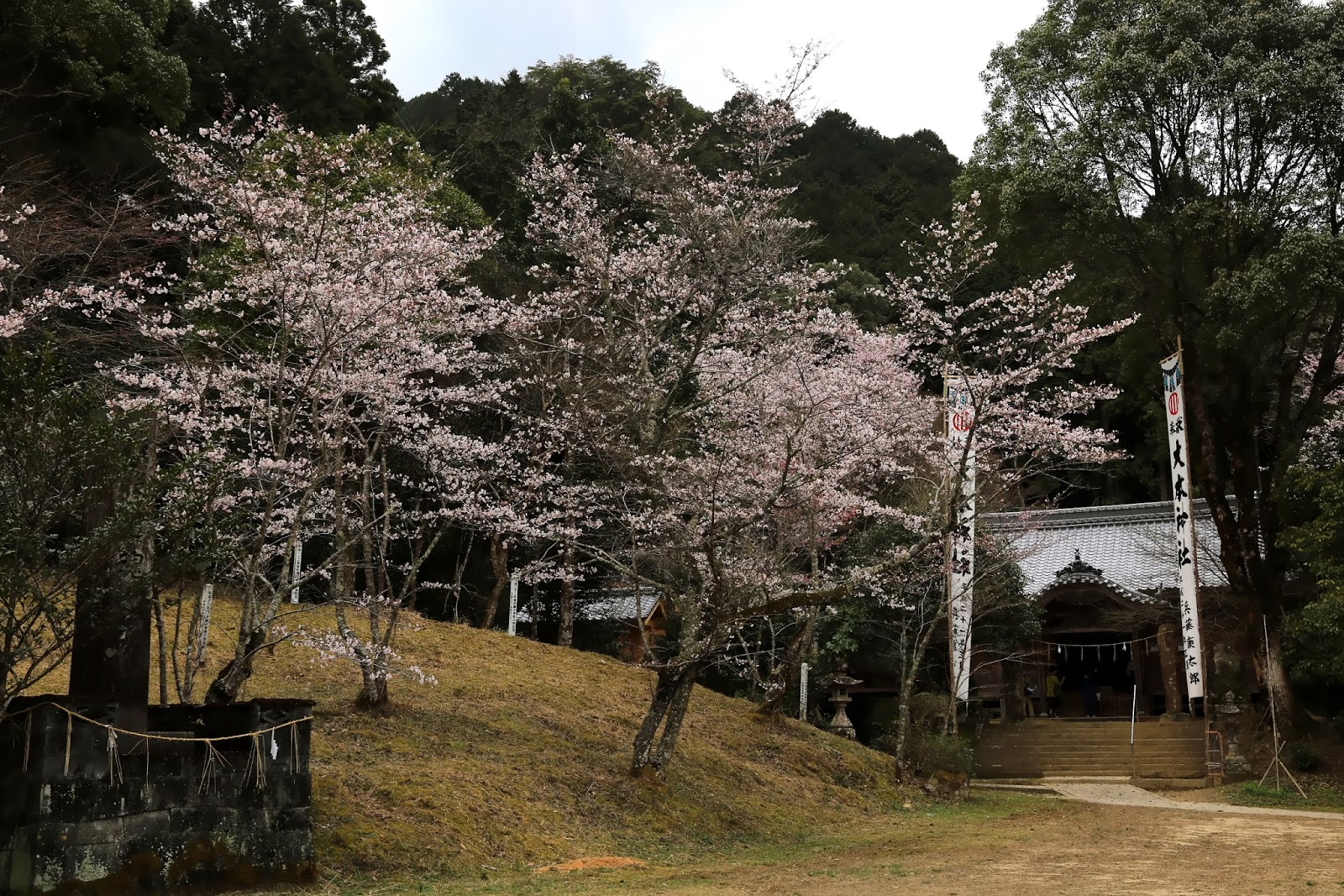 笑隆の庭 大本神社伊達桜
