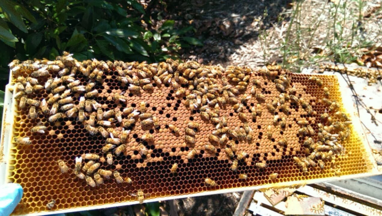 Bloom+honey, raw+honey, honey+bees