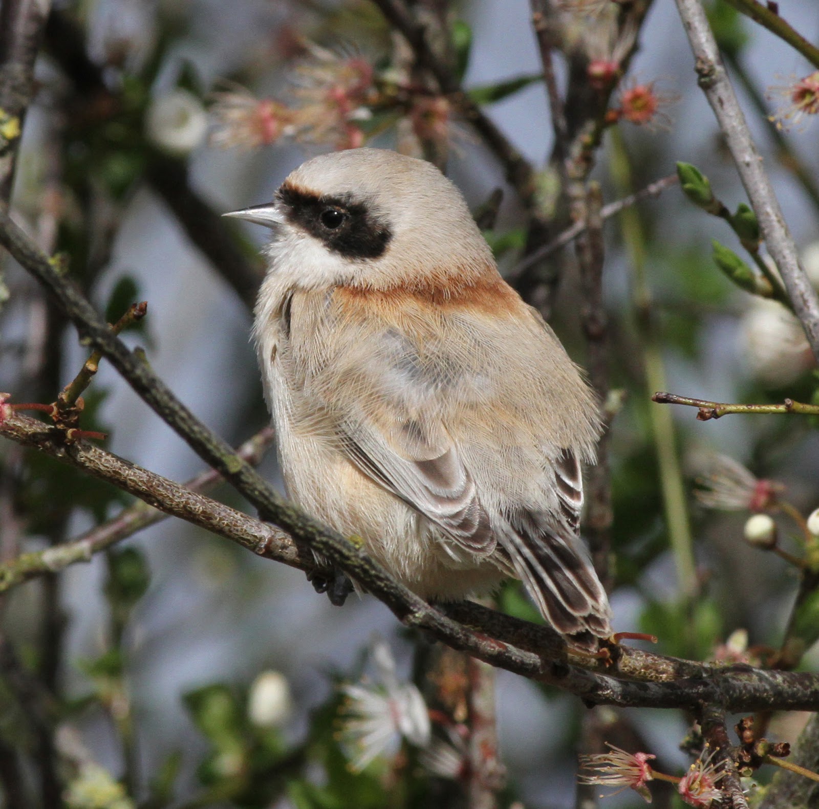 We Bird North Wales Birding Blighty Bird and Wildlife Watching in