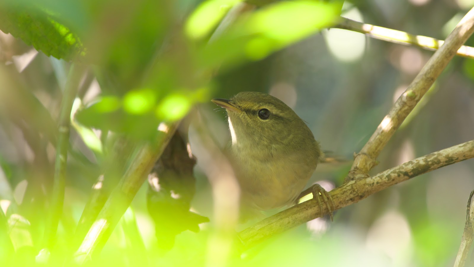 今日のかわいらしさ: この盲目の犬は自分の盲導犬を持ちました