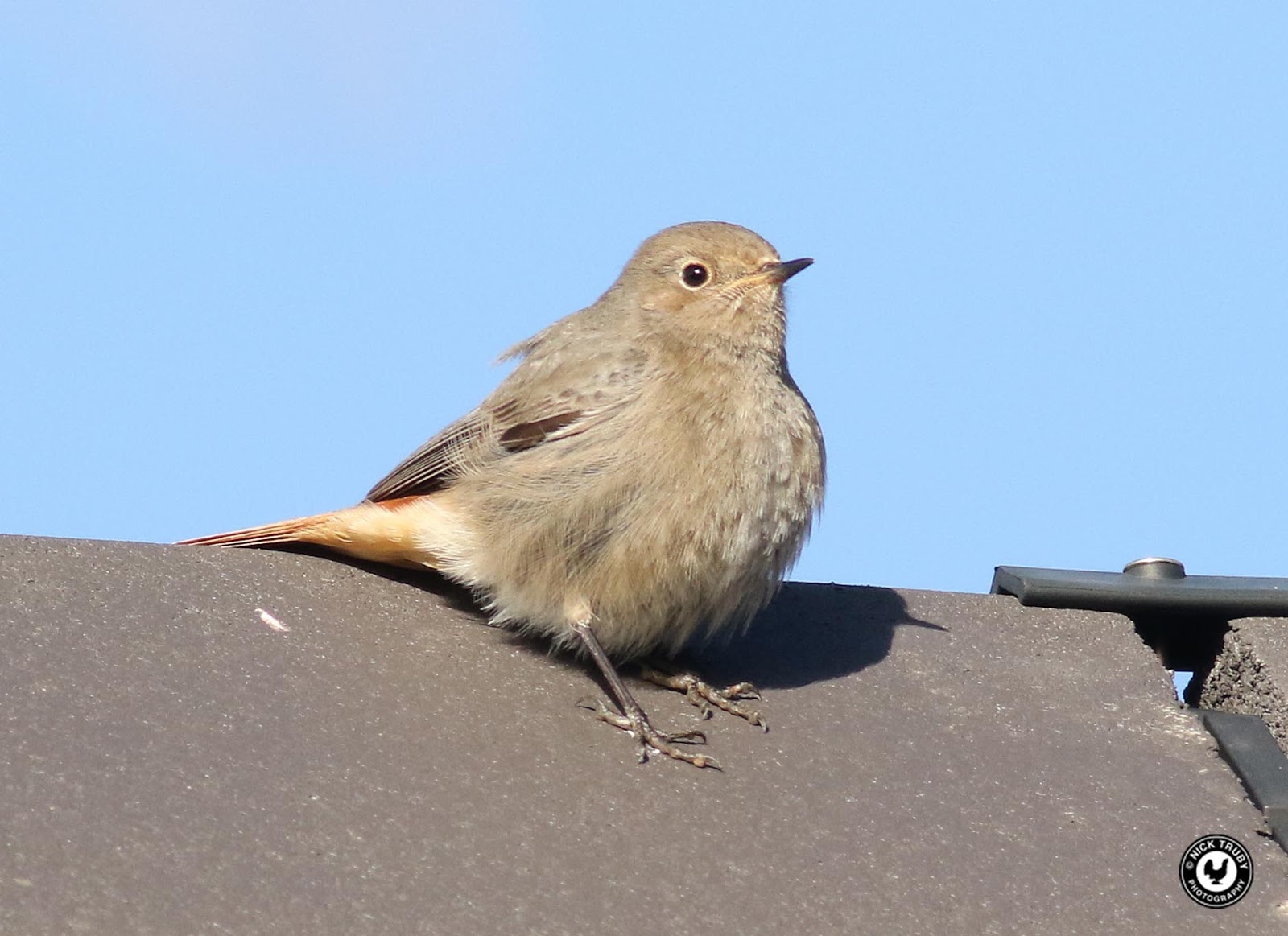 Oxon Birding Blog Old Chalford Barns, 11th February