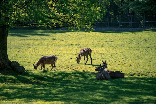 Gestütswiesen und Kästeklippen  Wandern Bad Harzburg 03