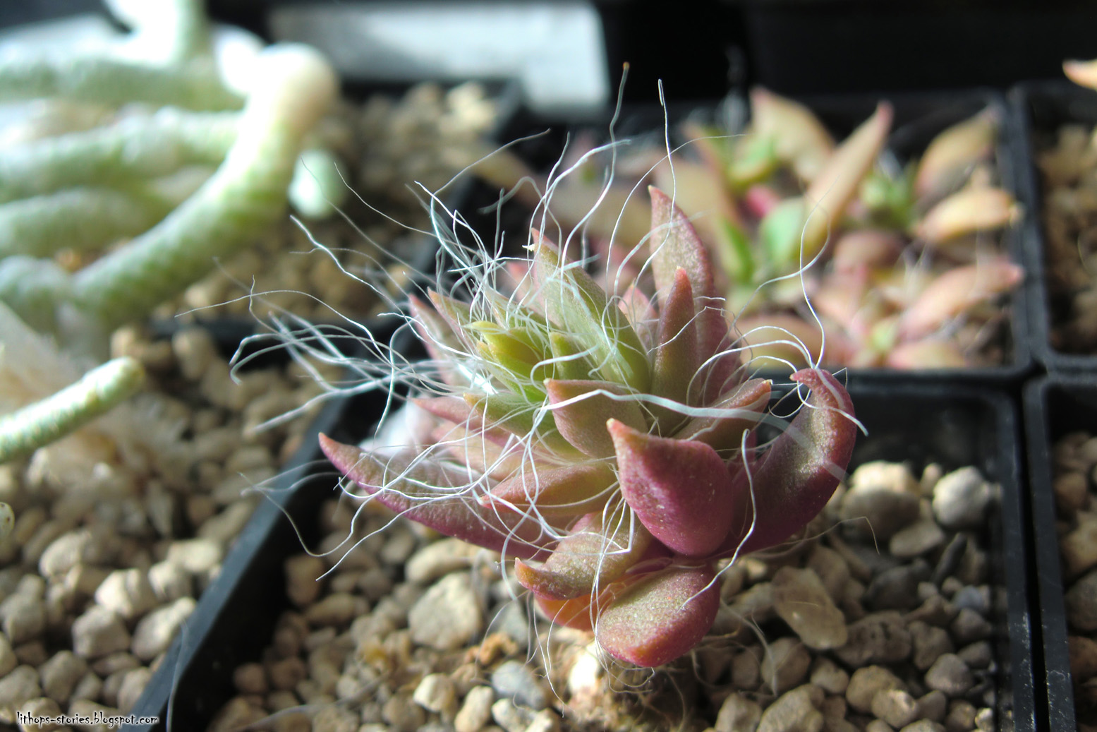 Lithops Stories: Last year's Anacampseros seedlings still kicking (35 pics)