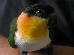 suit birds flight bird