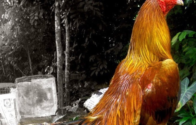 95+ Gambar Ayam Dan Namanya Terbaik 95+ Gambar Ayam Dan Namanya Terbaik