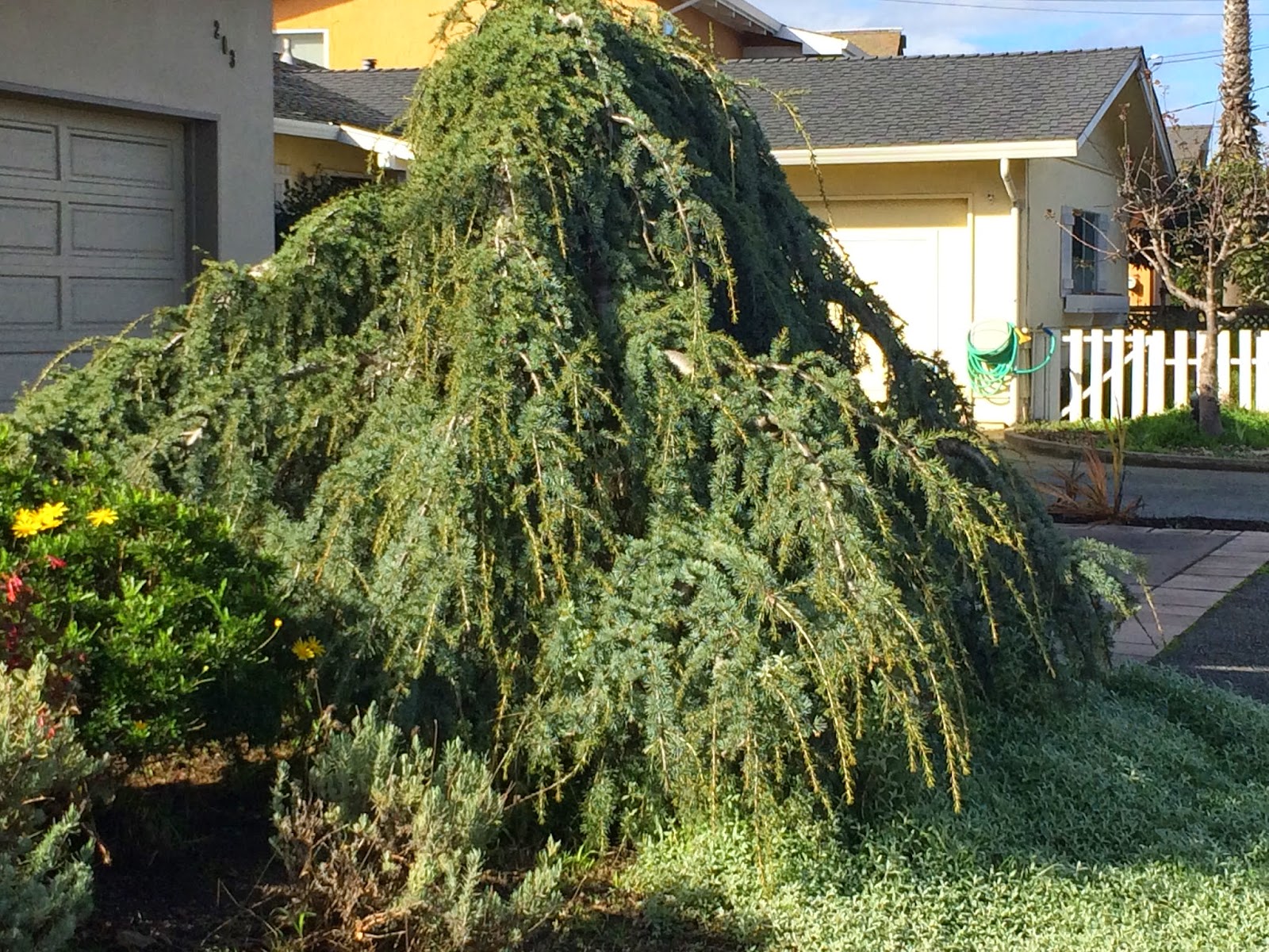 Trees of Santa Cruz County: Dwarf and Weeping Conifers