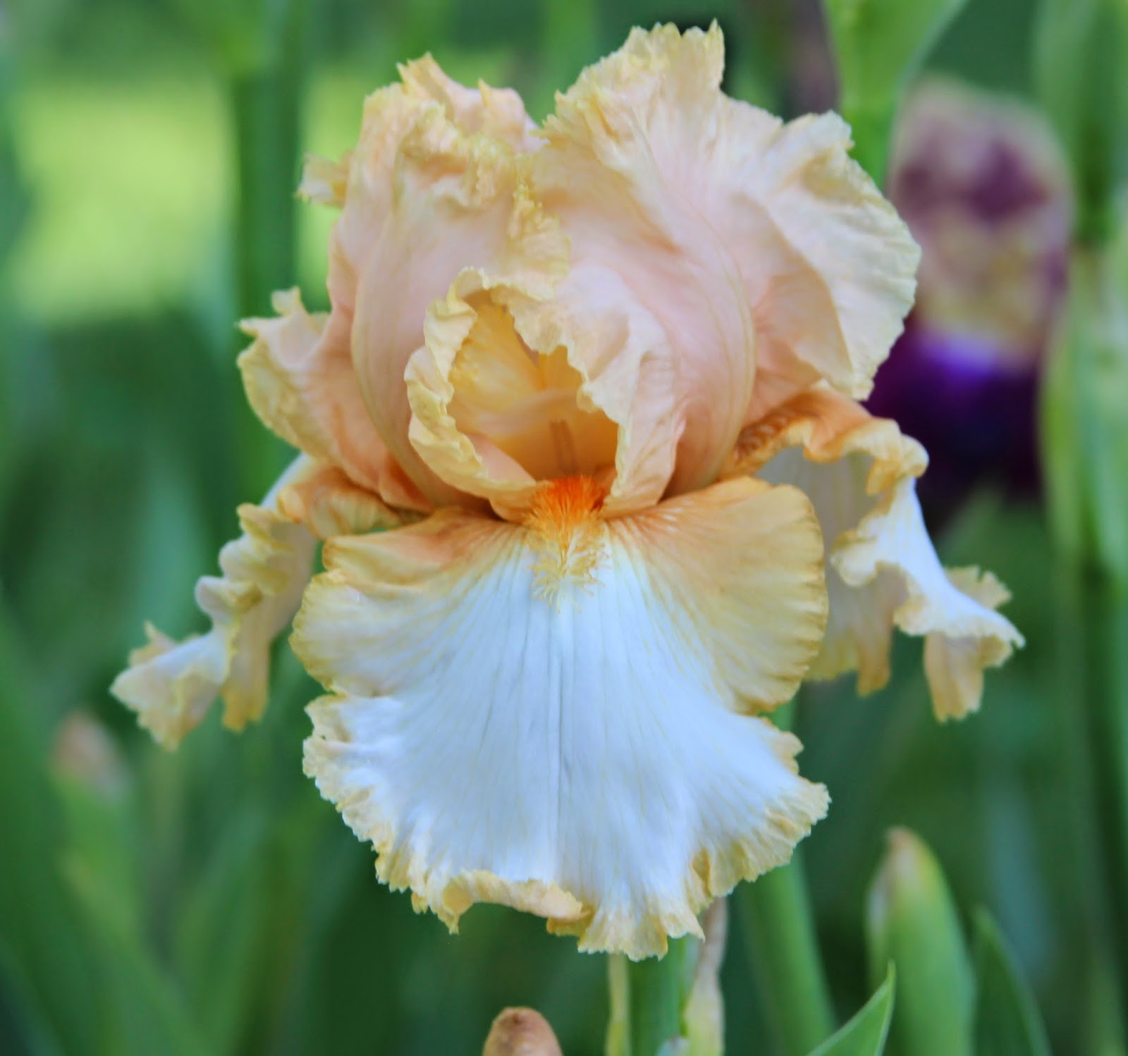 TALL BEARDED IRISESblooms from 2014 Sowing the Seeds