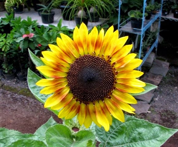  Manfaat  dan kasiat biji bunga  matahari  bagi kesehatan 