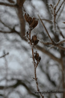 Frost and Lilac Seed Pods Photo by Trisha Field