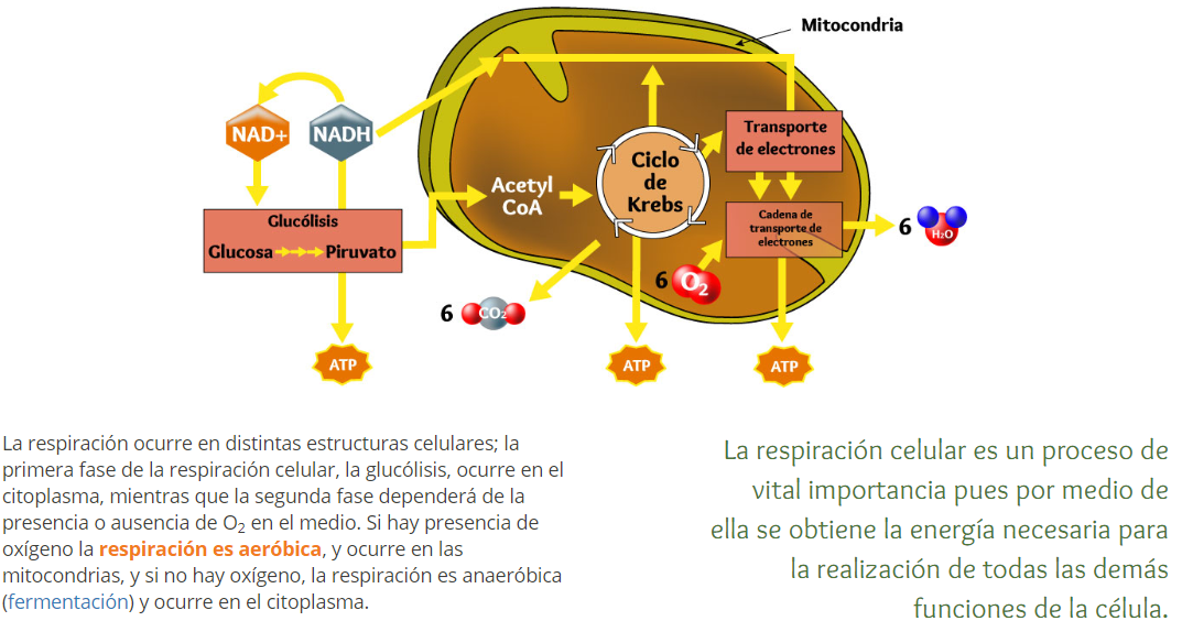 sugerencias de gran alcance en dieta del metabolismo acelerado pdf