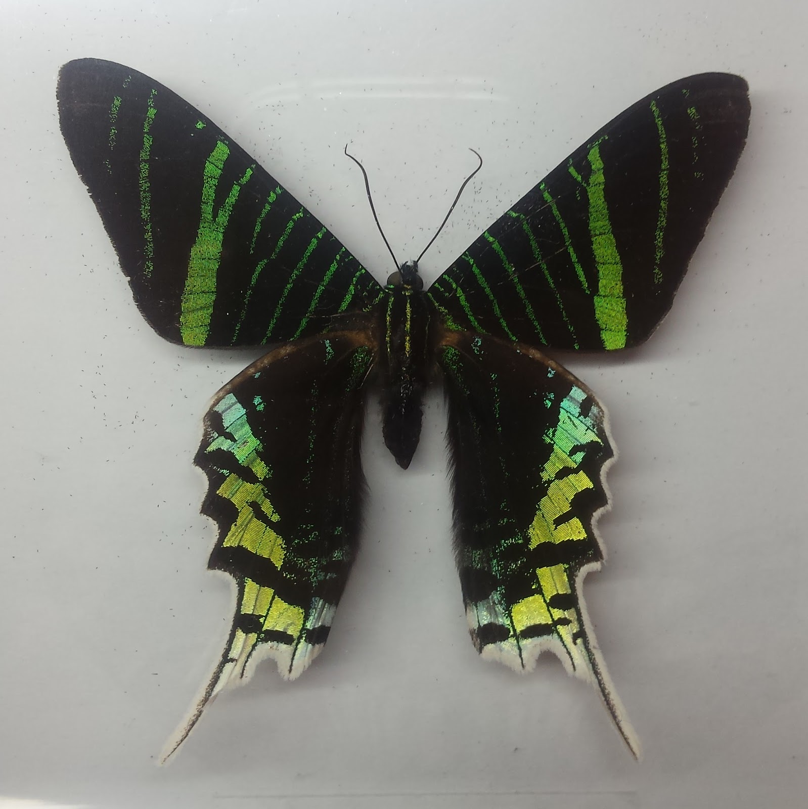 Científicos modifican los puntos y las rayas de alas de mariposa
