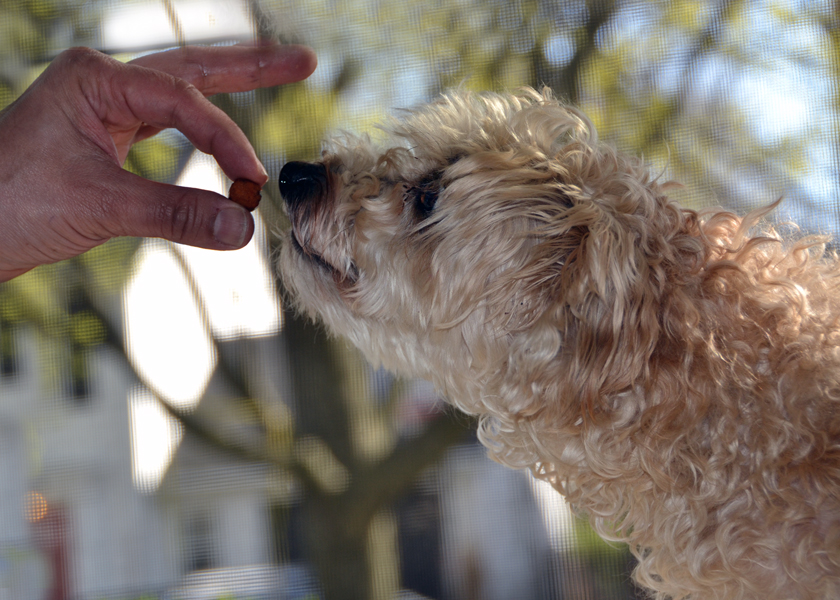Full Moon Training Treats Full Moon Training treats are bite-sized, flavor packed all natural healthy dog treats