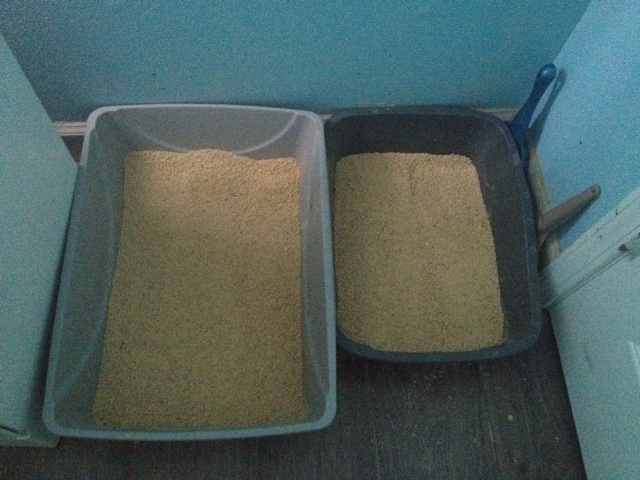 Life With Ragdolls Review Day World S Best Cat Litter Forest