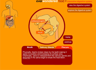Which Two Organs Break Down Food Which Two Organs Break Down Food