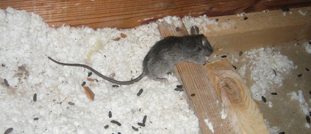 How To Get Rid Of Rats