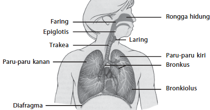 Organ-Organ Pernapasan Pada Manusia