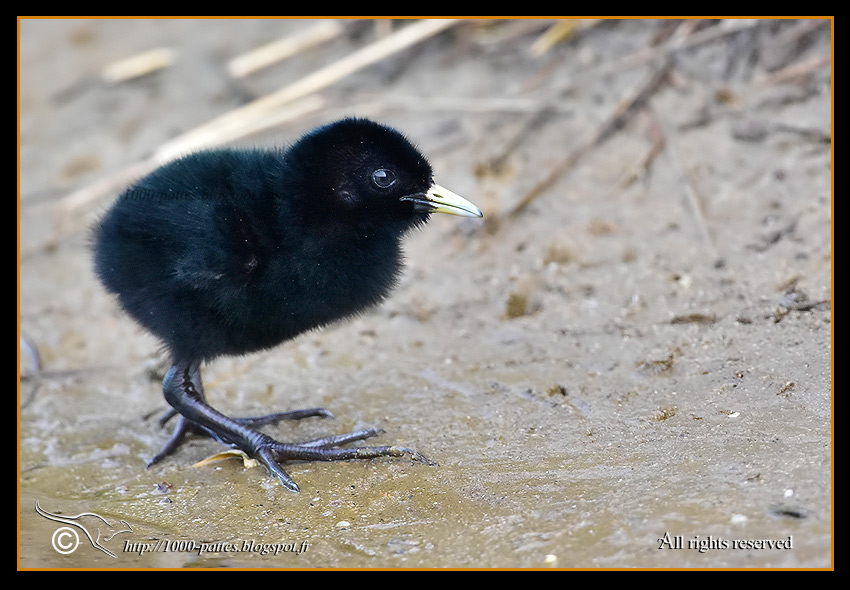 Rallus aquaticus - http://1000-pattes.blogspot.com/