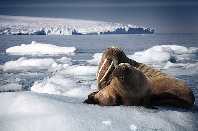 Blue Planet 2 Image 2