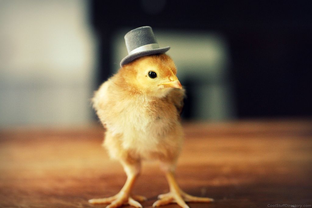Cutest+Baby+Chicks+in+Hats+by+Julie+Pers