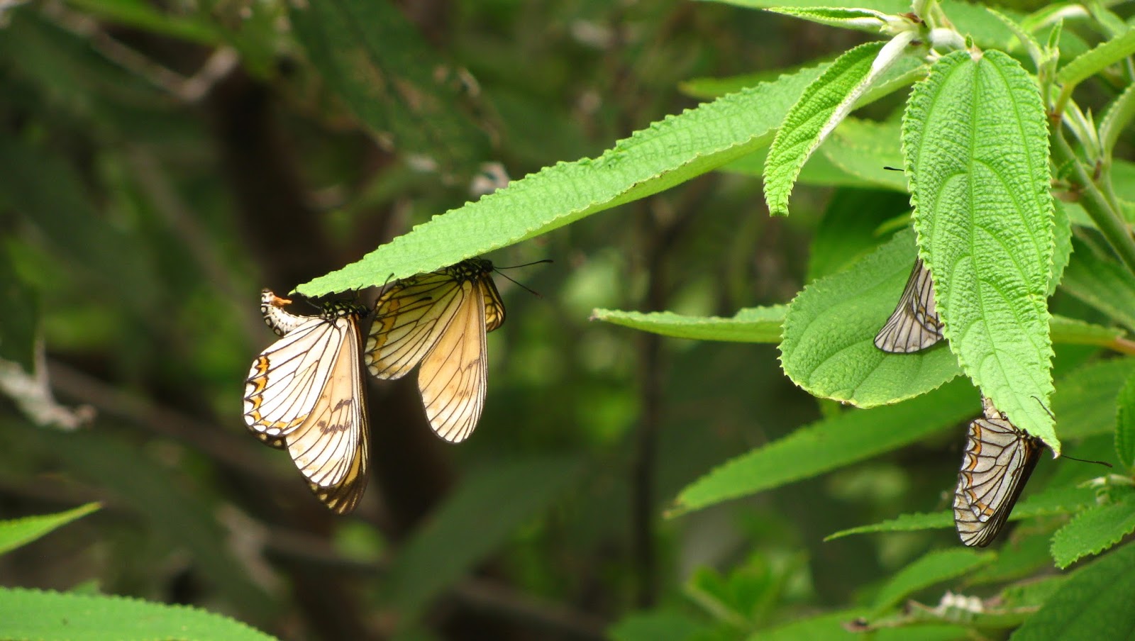 Indian Biodiversity Talks: Chizmi: A Village of Butterflies in Nagaland