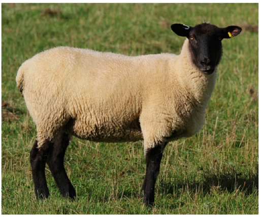 Thirteen Sheep Breeds Popular in the United States | Big Picture Agriculture
