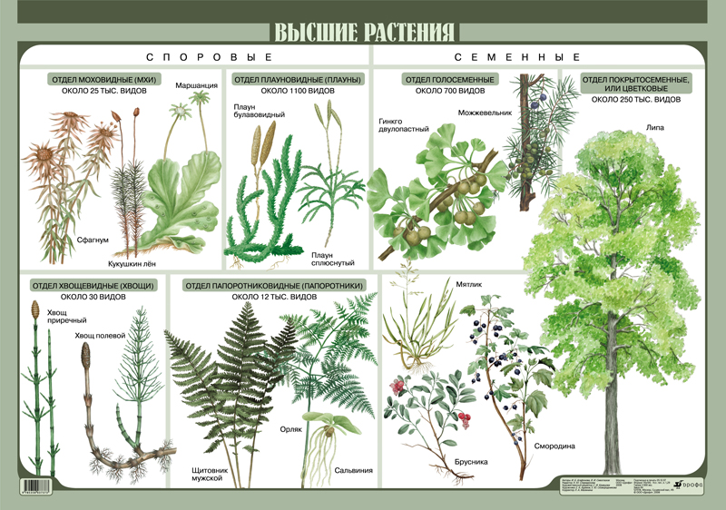 Рассмотрите схему отражающую развитие растительного мира земли зеленые водоросли красные бурые мхи