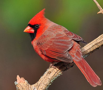Red Northern Cardinal Male