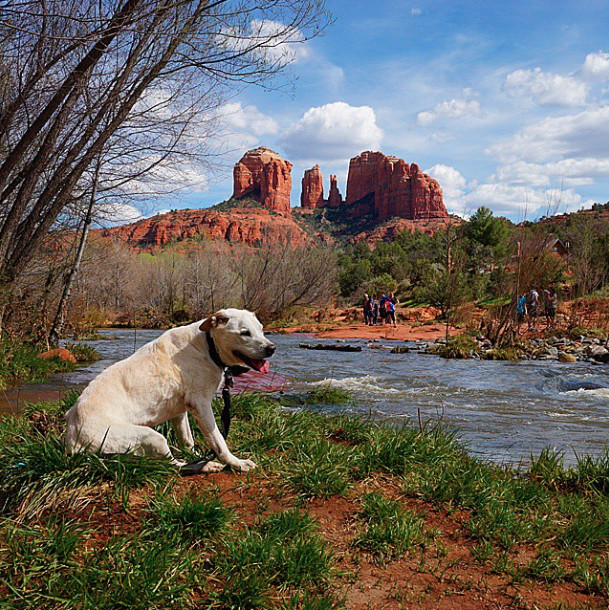 Taking in the vista of Cathedral Rock in Arizona. - He Decided To Make The Most Of His Dog's Last Days, So They Took A Road Trip