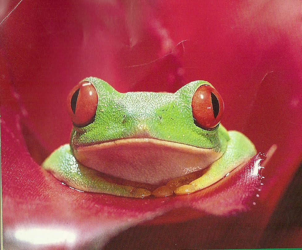 Beyond the Book Storytimes Tree Frog on the Screen