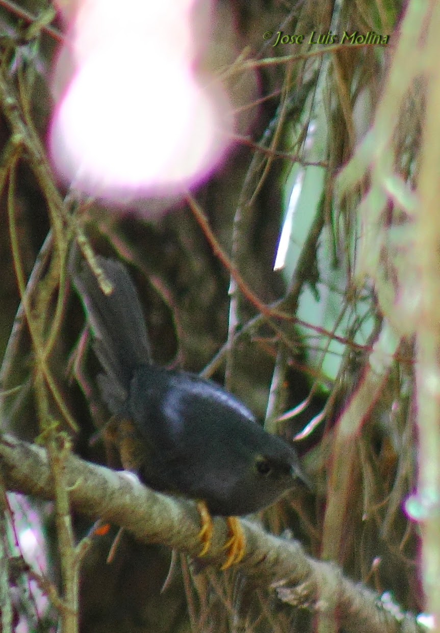Aves de la VIII Region del Bio Bio CHURRÍN DE LA MOCHA (eugralla paradoxa)