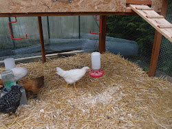 coop chicken containers into hooks hold enough done joists screwed eventually duty heavy support larger