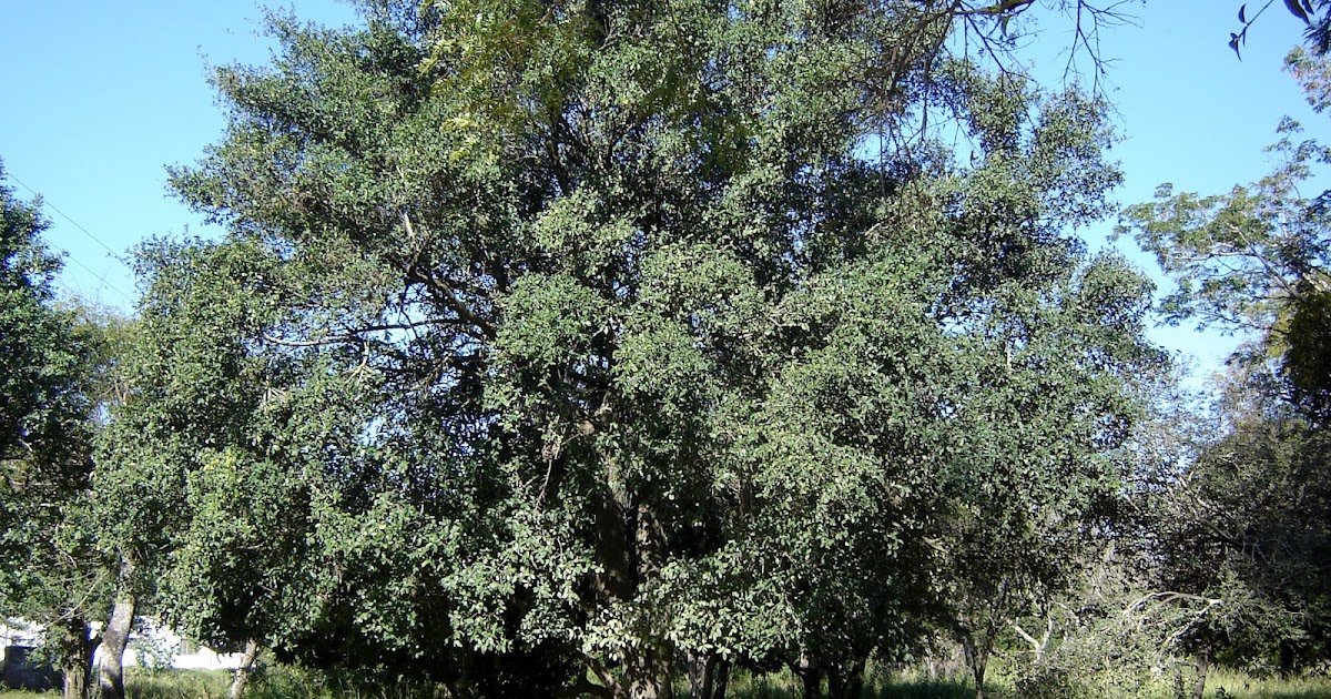 v e r d e c h a c o: Ñandipá / Ñandypá