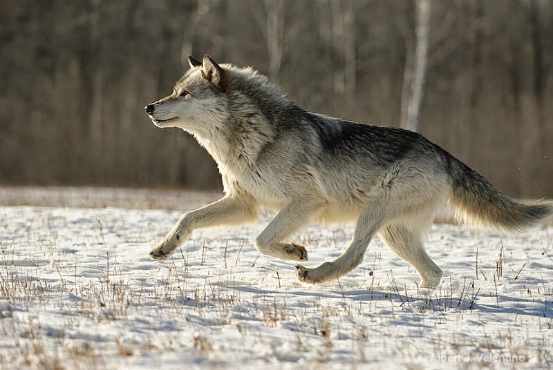 Run With The Wolves Run With The Wolves